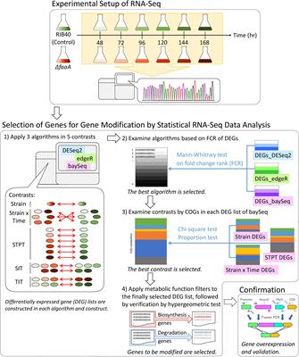 Improvement of Free Fatty Acid Secretory Productivity in Aspergillus oryzae by Comprehensive Analysis on Time-Series Gene Expression